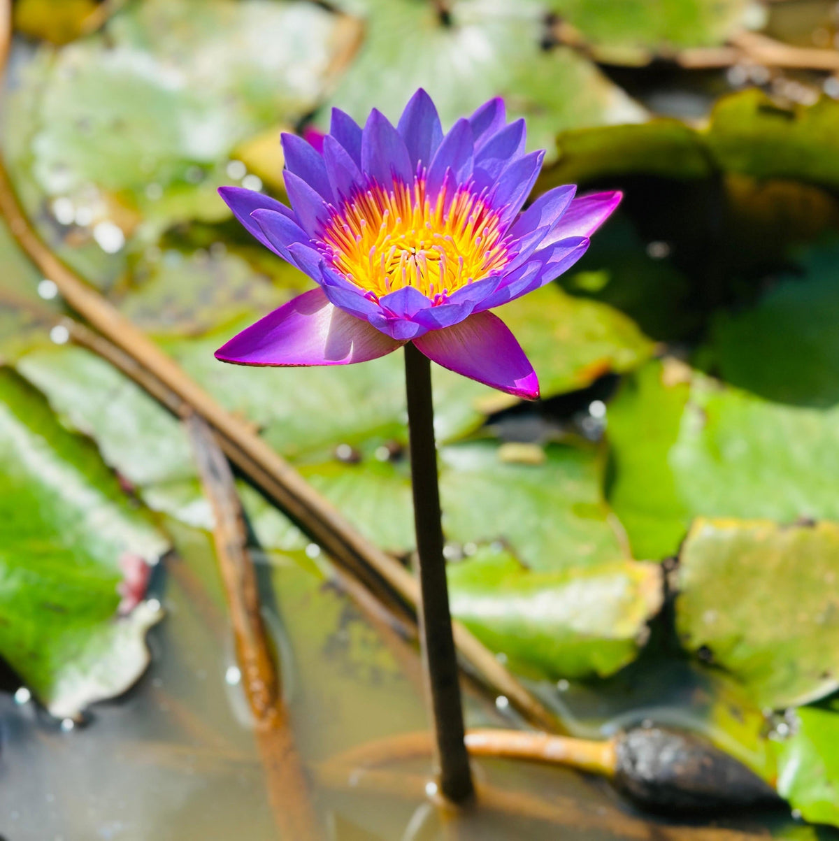 Whole Lotus Flower