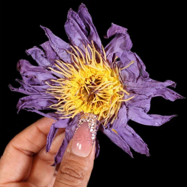 Whole Lotus Flower
